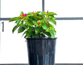 Ann Marie Lantana Live Plant – Yellow Orange Flowering Shrub – Butterfly Hummingbird Garden Plant – Heat Tolerant Perennial -Live Plant-