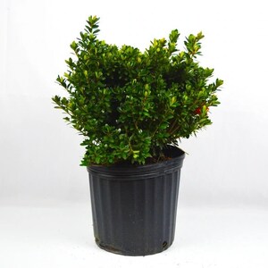 May include: A vibrant green shrub with small, dense leaves, potted in a black plastic container. The plant is bushy and full, with a healthy appearance. The pot has vertical ridges and is set against a white background. A decorative plant for home or garden.