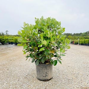 May include: A potted green plant with lush, vibrant leaves. The plant is in a dark gray plastic pot, set on a gravel surface. The background shows other plants and a cloudy sky, suggesting an outdoor nursery setting.