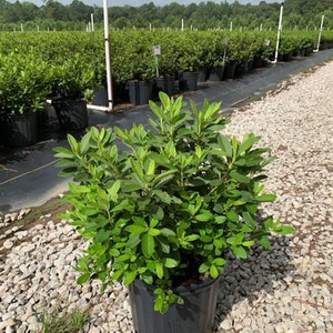 May include: A vibrant green plant with lush foliage in a black plastic pot. The plant is surrounded by small, gray gravel. In the background, rows of similar plants are visible, suggesting a nursery or garden setting.