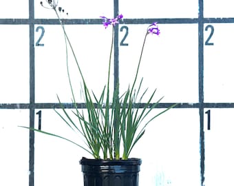 Society Garlic Plant, Tulbaghia Violacea -1 Gallon Pot-