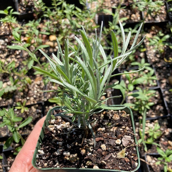 Immortelle - helichrysum italicum