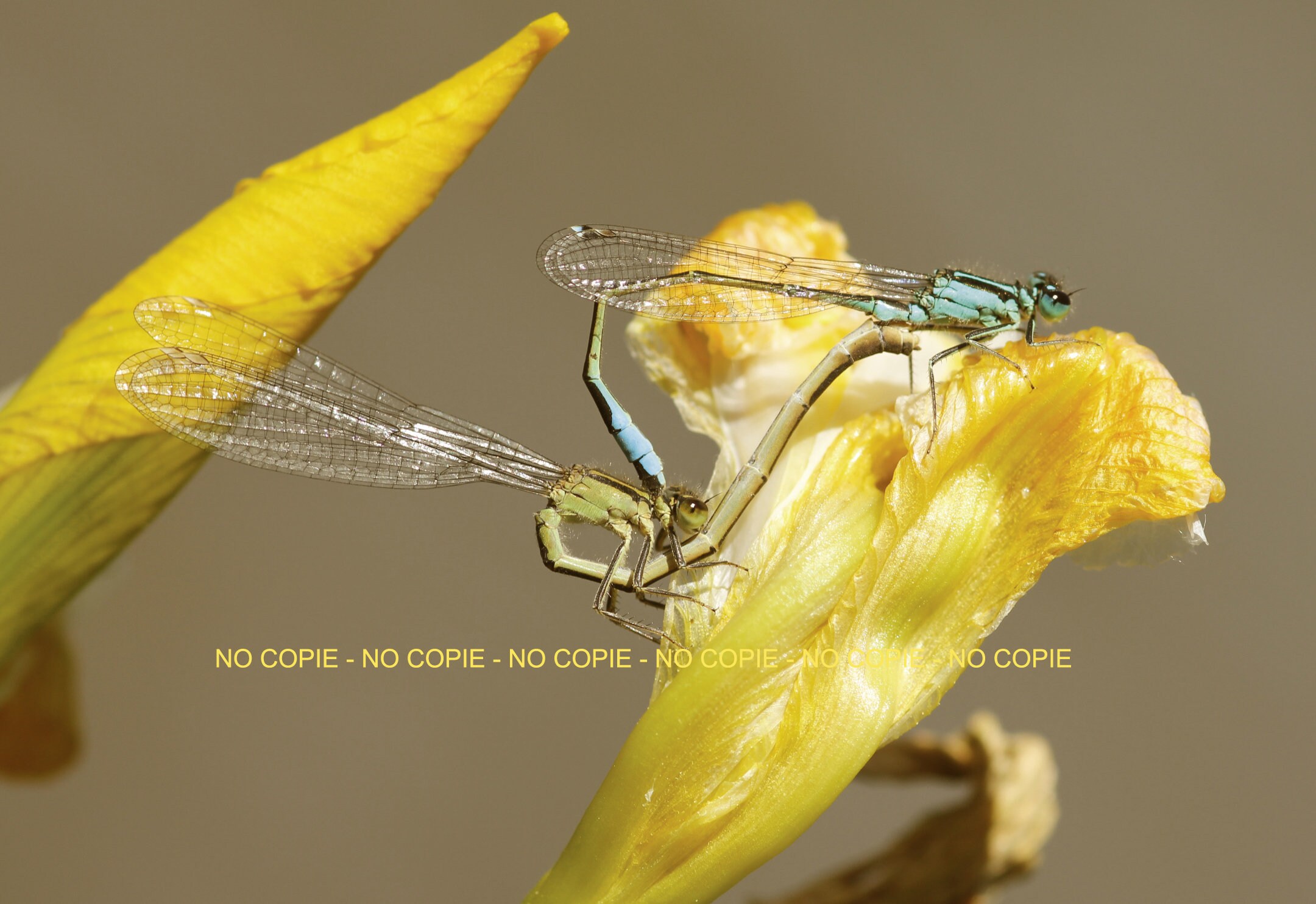 Photo Macro - 48x33 cm Couple de Libellules Image Photographie Nature Insecte Décoration Mural