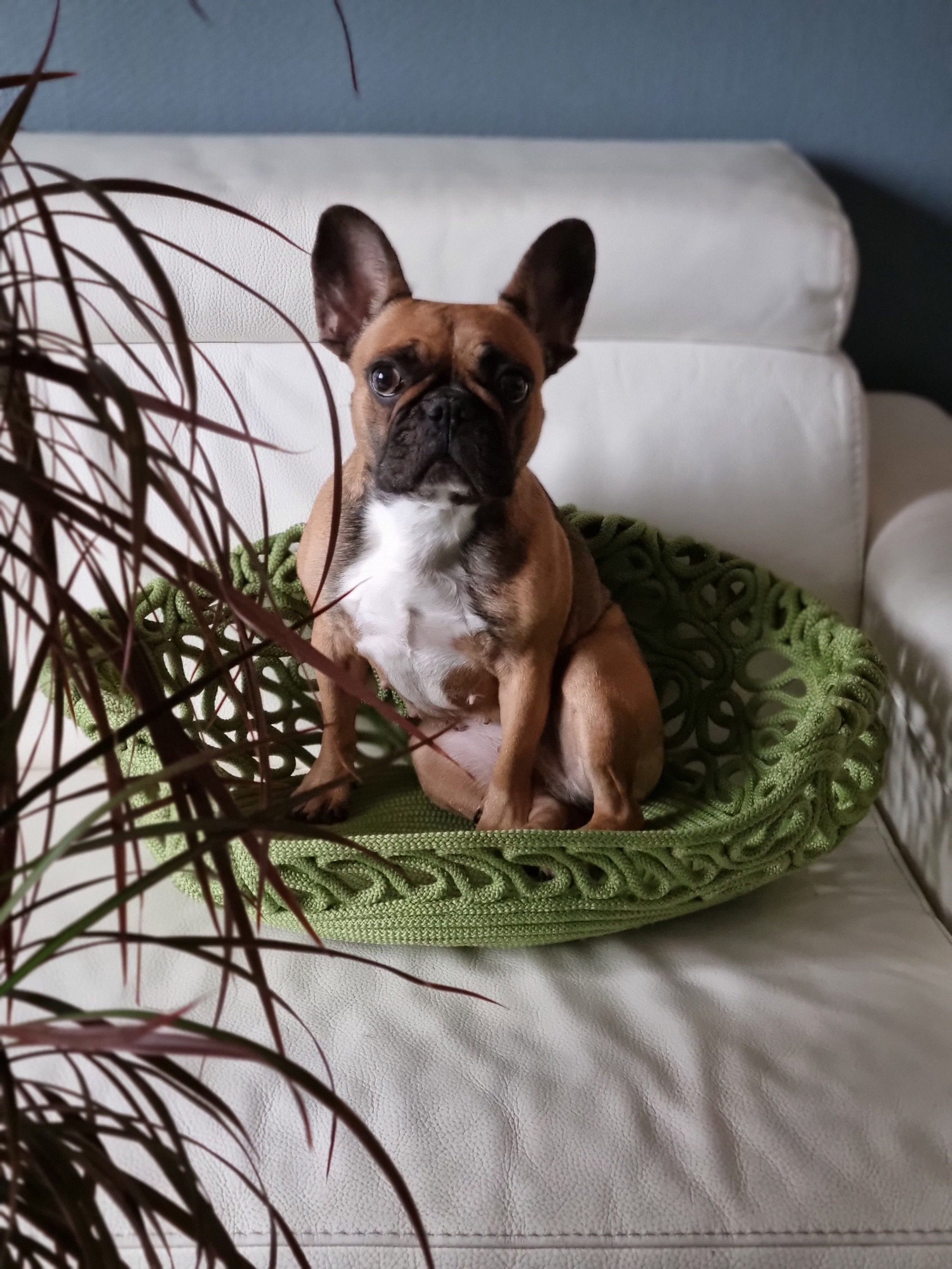 Panier Pour Chien et Chat Design Fait Main en Corde France