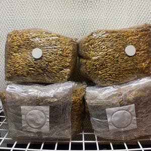 May include: Four clear plastic bags filled with brown oat grain, each with a white filter patch. The bags are stacked on a white wire shelf.