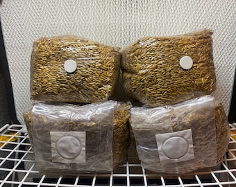 Pre-sterilized Grain Spawn 3LB Bag