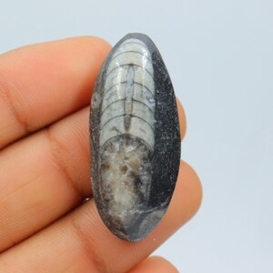 Amazing Quality Orthoceras Fossil Cabochon, Wire Wrapping, Natural Orthoceras Fossil Stone, Jewellery, Orthoceras Fossil Cab, Loose Stone