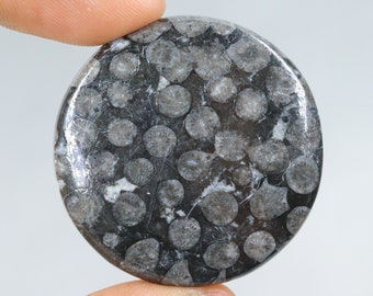 Cabujón de coral fósil negro de diseñador, piedra de coral fósil negro natural, coral fósil negro suelto para joyería, cabujón de coral fósil