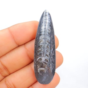 Amazing Quality Orthoceras Fossil Cabochon, Wire Wrapping, Natural Orthoceras Fossil Stone, Jewellery, Orthoceras Fossil Cab, Loose Stone