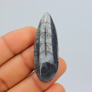 Amazing Quality Orthoceras Fossil Cabochon, Wire Wrapping, Natural Orthoceras Fossil Stone, Jewellery, Orthoceras Fossil Cab, Loose Stone