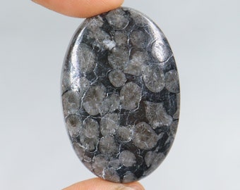 Cabujón de coral fósil negro de diseñador, piedra de coral fósil negro natural, coral fósil negro suelto para joyería, cabujón de coral fósil