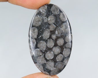 Cabujón de coral fósil negro de diseño A+, piedra de coral fósil negro natural, coral fósil negro suelto para la fabricación de joyas, coral fósil