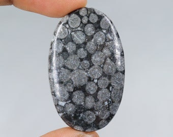 Cabujón de coral fósil negro de diseño A+, piedra de coral fósil negro natural, coral fósil negro suelto para la fabricación de joyas, coral fósil