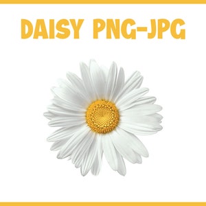 Daisy Svg, Daisy Flower Clipart, Flower Svg, Spring Flower, Cut Files for Cricut, Daisy Silhouette, Spring Svg, Daisy Png, Digital Download