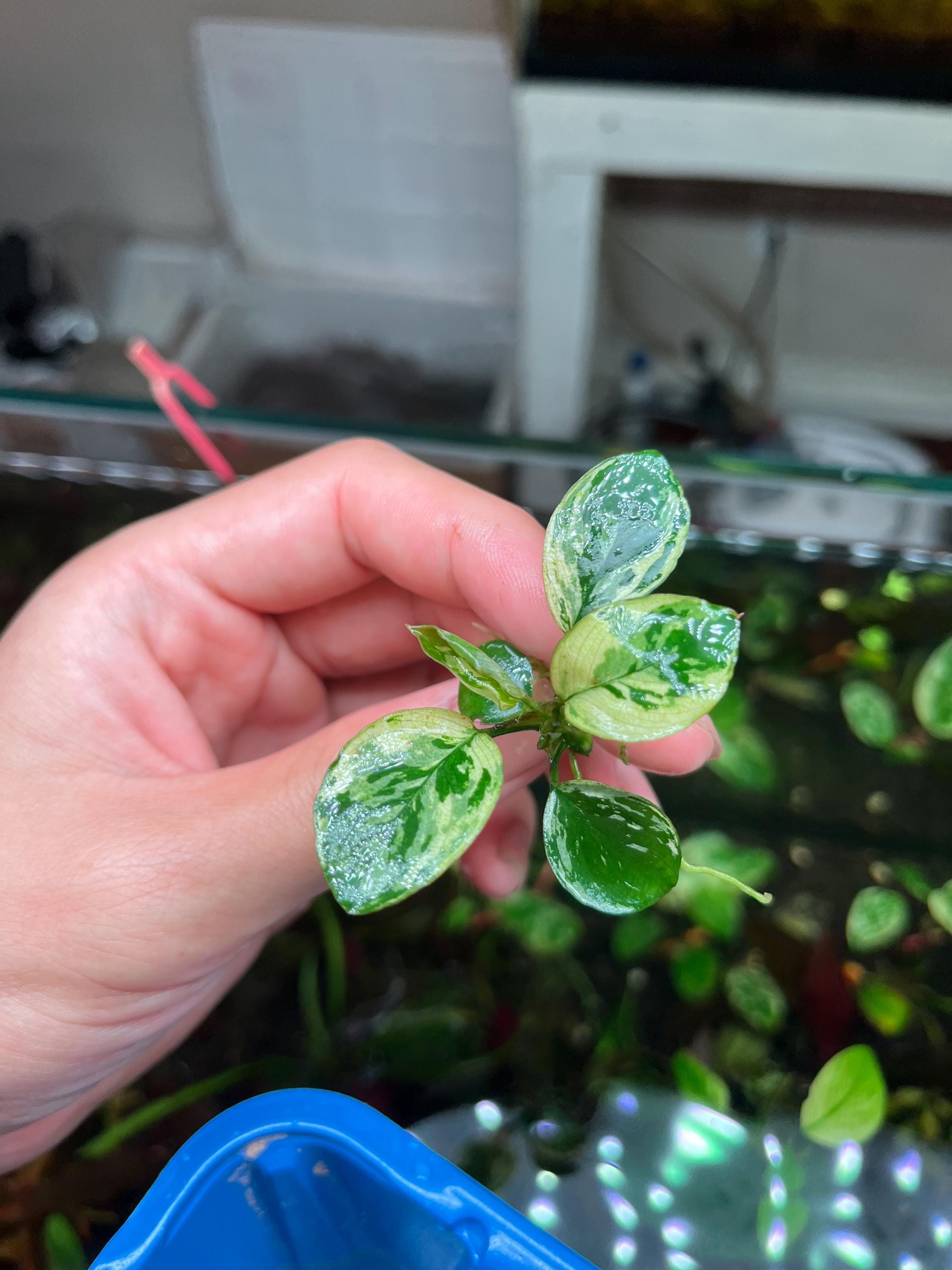 Anubias Variegated King Rare Live Plant BUY4GET1FREE Aquatic