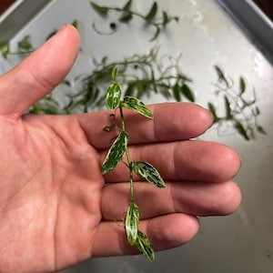Raphidophora Beccari Varigated | LIVE AQUARIUM PLANT | BUY3GET1FREE