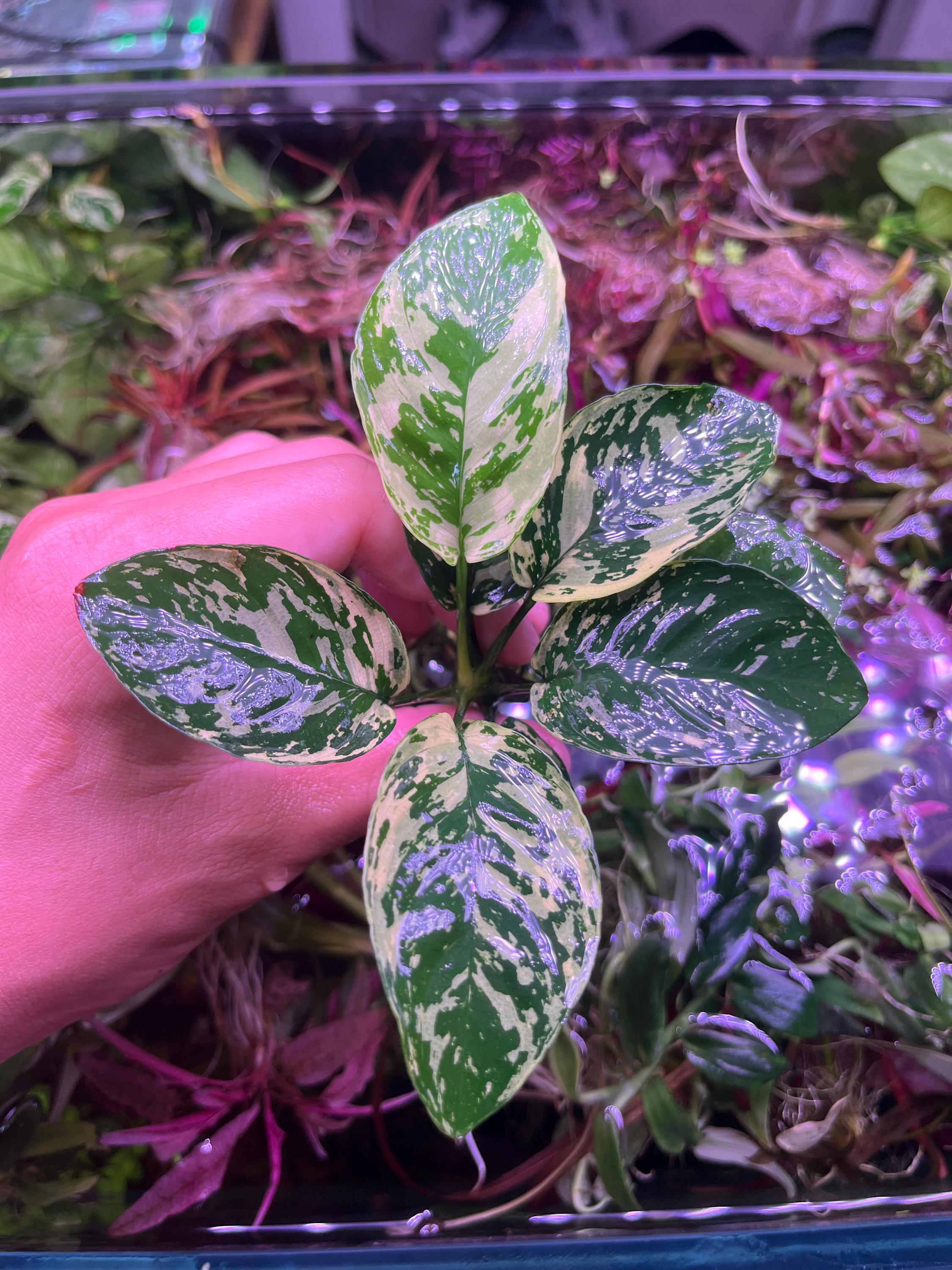 Anubias Variegated King BUY3GET1FREE - Etsy