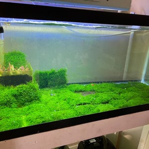 Weeping moss BUY3GET1FREE