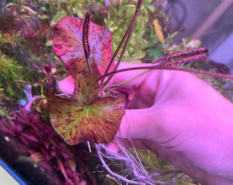 May include: Close-up of a reddish-brown aquatic plant with speckled patterns and long, thin stems. The plant has a rounded leaf shape with green and yellow accents. The plant is in an aquarium setting with other aquatic plants.
