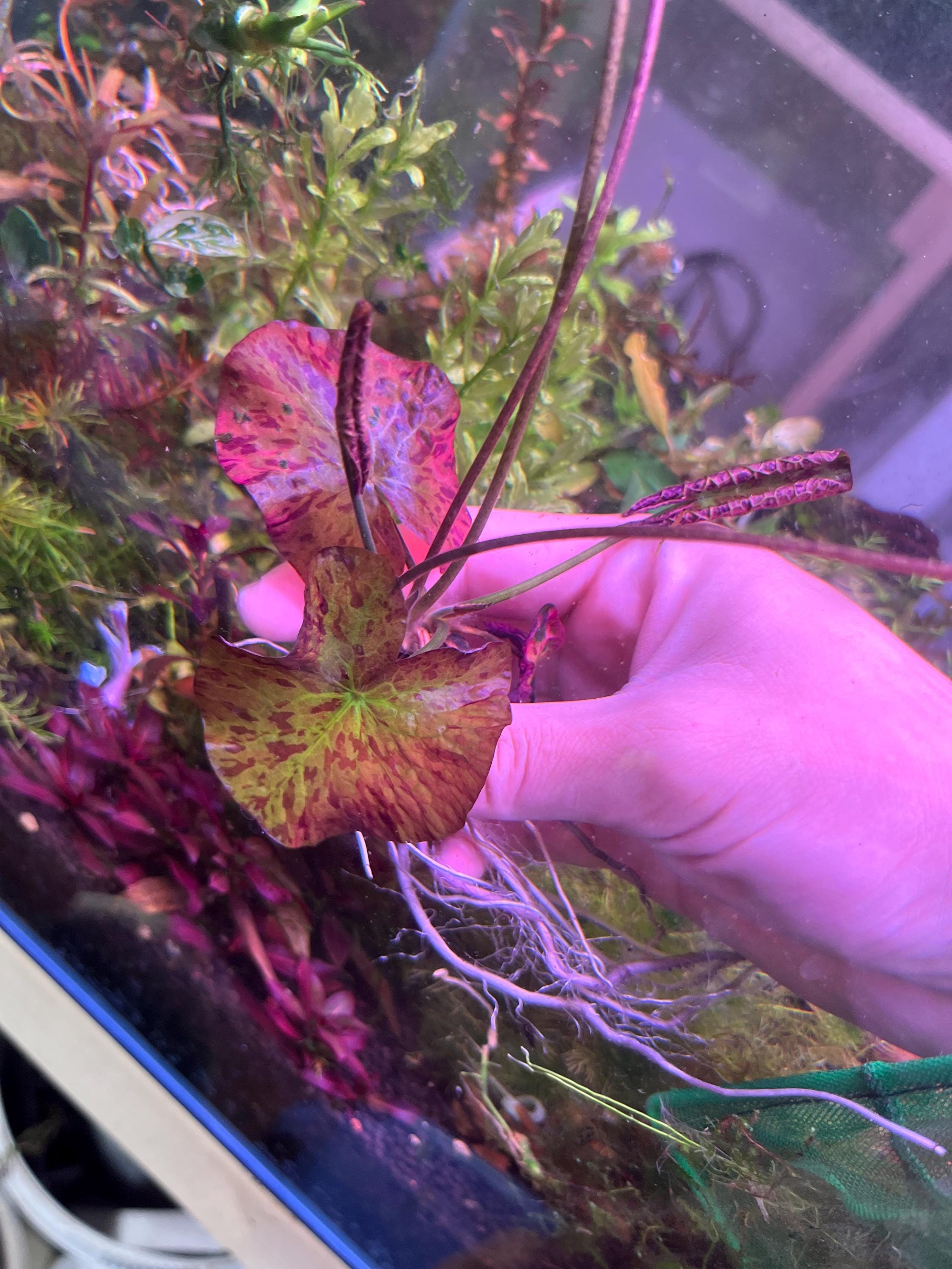 Red Tiger Lotus Plant