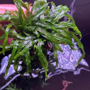 May include: A close-up of a vibrant green aquatic plant with long, textured leaves. The plant is partially submerged in water, showcasing its natural form and color. The image highlights the plant's intricate details and lush appearance, suitable for aquarium decor.