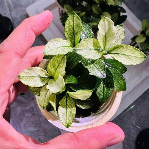 Anubias Variegated King Rare Live Plant BUY4GET1FREE Aquatic