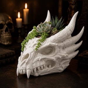 May include: A white dragon skull planter filled with succulents and trailing greenery. The detailed skull features horns, sharp teeth, and eye sockets. The planter is a unique decorative item for gothic or fantasy-themed decor.