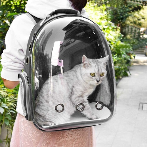 cat in clear backpack