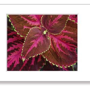 May include: Close-up of a vibrant red and green leaf with a scalloped edge. The leaf has a deep red center with green veins and a bright green border.