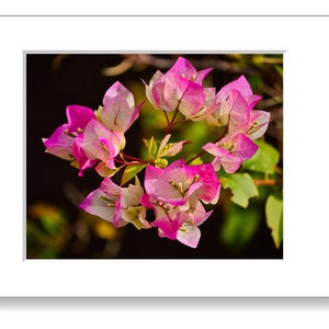 This beautiful Bougainvillea photo will brighten your home.  It is an 8&quot;x10&quot; print in a two piece white matte ready for framing.