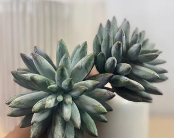 7" Faux Pachyphytum Succulent Pick