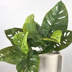 May include: A faux Monstera adansonii plant with variegated green leaves featuring natural-looking perforations and fenestrations. The plant is housed in a smooth, off-white, square-shaped ceramic vase with vertical structural detailing.
