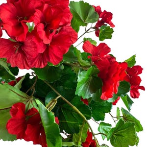 May include: A cluster of vibrant red geranium flowers with ruffled petals and deep green, scalloped leaves. The plant features multiple stems and branches, showcasing a dense arrangement of blossoms and foliage against a plain white background.