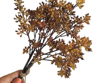 May include: A bundle of dried botanical stems featuring numerous small, amber-coloured seed pods and dark brown branches. The stems are gathered together and secured at the base with a piece of natural twine, creating a textured, organic arrangement.
