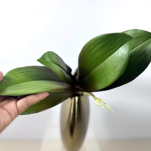 Op de afbeelding: Een levendige groene orchideeplant met brede, gladde bladeren die uit een centrale basis komen, met een enkele dunne, lichtgekleurde wortel die naar buiten steekt, geplaatst in een gepolijste, goudkleurige ovale vaas.