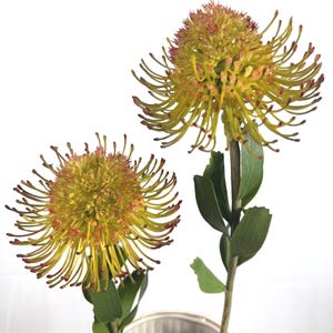 May include: Two pincushion protea flowers with vibrant yellow, needle-like petals and reddish-brown tips. Each flower sits atop a sturdy green stem with alternating lance-shaped leaves, showcasing a unique spherical, spiky, and textured appearance.