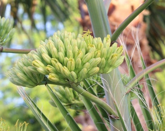 Flowering Agave Photograph