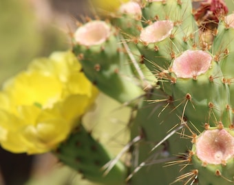 Bright Cactus Flowers Photograph
