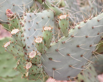 Prickly Pear Cactus Photograph