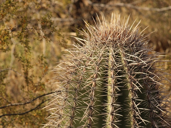 cactus sculpture Succulent Sculptures – Pott'd US main image 1
