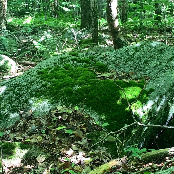 Live Moss - Etsy