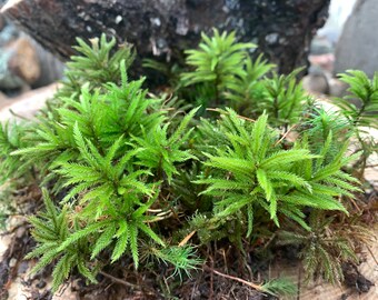 American Tree Moss--LIVE--- terrarium moss wild harvested per order