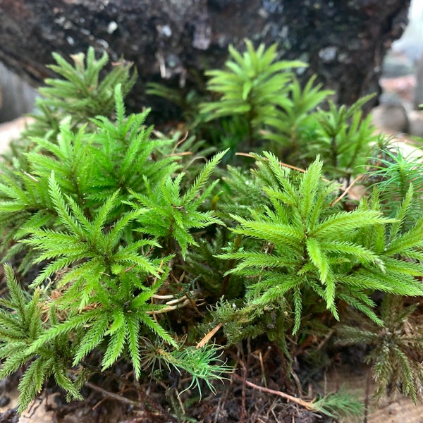 American Tree Moss--LIVE--- terrarium moss wild harvested per order