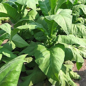 VIRGINIA &quot;Yellow Gold&quot; Tobacco Seeds Canada Non-GMO Chemical Free
