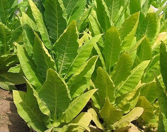 harrow velvet tobacco Harrow Velvet Tobacco Seeds for Planting - ~100 Non-gmo Heirloom Tobacco  Seeds - Nicotiana Tabacum - Farm & Garden Seeds