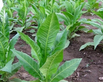 BASMA - Semillas de tabaco de Canadá, sin OMG, sin químicos, de calidad comprobada