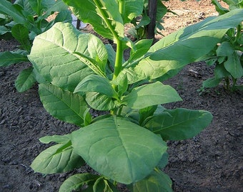 TURKISH Izmir Tobacco Seeds Canada, vrij van ggo's en chemicaliën