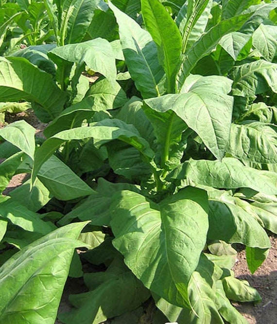 Virginia Bright Leaf Tobacco