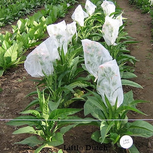 BURLEY &quot;Little Dutch&quot; Heirloom Tobacco Seeds Canada Non-GMO Chemical Free Worldwide Shipping