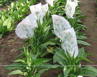 Semillas de tabaco heirloom "Little Dutch" de BURLEY, Canadá, sin OGM, sin químicos, envío a todo el mundo